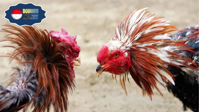 Coi đá gà trực tiếp C1 – Trải nghiệm kịch tính từng trận đấu