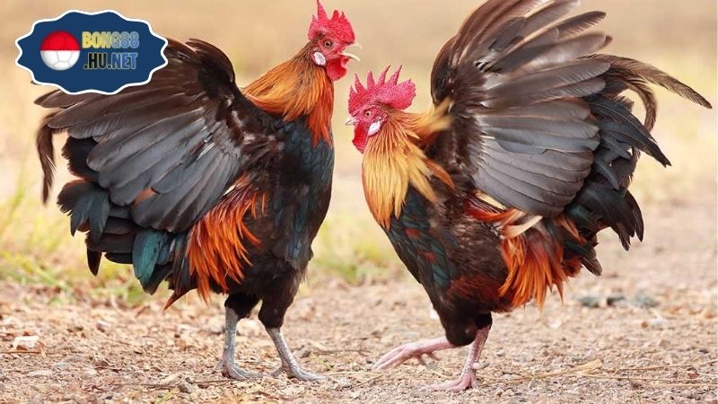 Coi đá gà trực tiếp ngày hôm nay chất lượng Full HD 10 Coi đá gà trực tiếp ngày hôm nay chất lượng Full HD