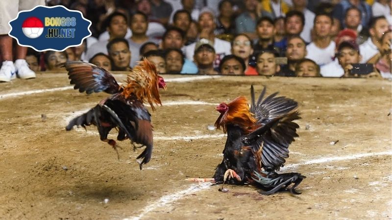 Đá gà cựa dao trực tiếp – Mãn nhãn từng trận đấu 9 Đá gà cựa dao trực tiếp – Mãn nhãn từng trận đấu