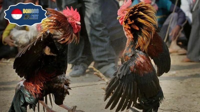 Đá gà S128 – Trải nghiệm đỉnh cao cho cược thủ 7 Đá gà S128 – Trải nghiệm đỉnh cao cho cược thủ