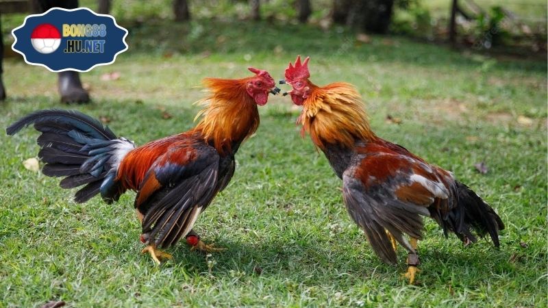 Gà đá Thomo hôm nay – Cập nhật trận đấu nóng hổi 5 Gà đá Thomo hôm nay – Cập nhật trận đấu nóng hổi