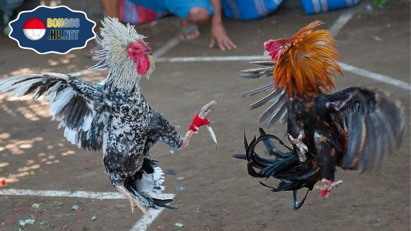 Gà danh Thomo – Trực tiếp trường gà Campuchia 4 Gà danh Thomo – Trực tiếp trường gà Campuchia